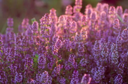 Thymus vulgaris known as Common Thyme, Garden thyme, Wild Thyme, German Thyme or Thyme, variety with pale pink flowersの写真素材