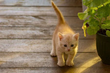 Little kitten on a wooden floorの写真素材