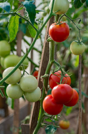 Tomatoes ripening in a greenhouse. Fresh ripe tomatoes on the plantの写真素材