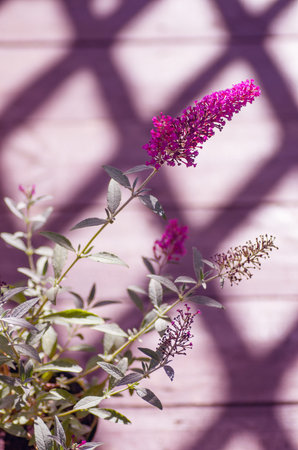 Beautiful flower. Toning. Buddleja davidii attracts the beautiful flowers of many insects