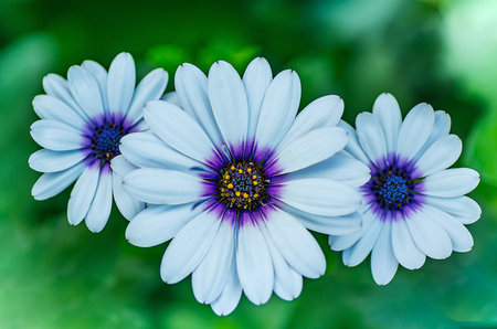White Cape daisy or African daisy or Ox-eye dimorphotheca pluvialis or sinuata also called...