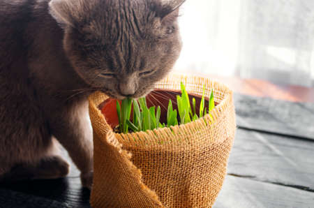 Beautiful cat with feline grass.  Natural vitamins. care for pets.の写真素材