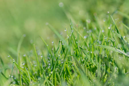 Dew drops on the young green grass. Fresh green grass close-up. Soft focus. Abstract natural background.の写真素材