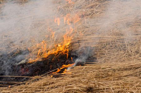 Forest fire. Arson of dry grass. Ecological catastrophy. Burning grass.の写真素材