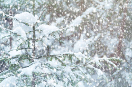 Falling snow. Christmas tree in the forest. New Year's background.の写真素材