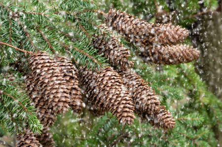 Brown big lump on a branch of blue fir in a natural environment, the Christmas and New Year festive season. Cones on a branch.の写真素材