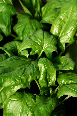 Organic spinach grows in the garden. Healthy food. Vegetarianism. Source of protein, zinc.の写真素材