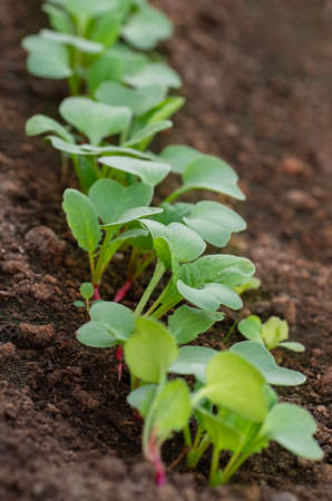The garden is growing red radish. Rows of radish seedlings in the garden. Organic healthy food from your own garden. Garden bed with a growing radish.の写真素材