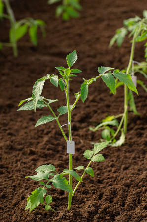 Tomato saplings in the greenhouse in the spring. Tomato seedlings grown for the garden.の写真素材