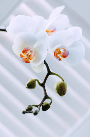 A tender white orchid. A branch of white orchid on a white background.の写真素材