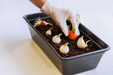 Growing tulips at home. Tulip bulbs sprouted. Women's gloved hands plant tulip bulbs into the...