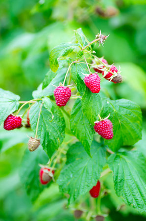Berries of ripe juicy raspberries on the branch. Raspberry crop close up.