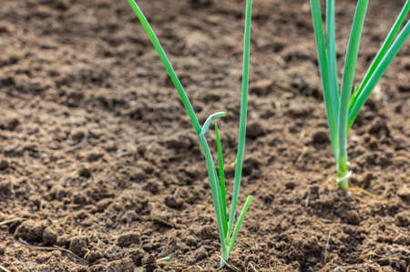 Organically grown onions. Green onions in the garden, close-up.の写真素材