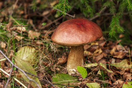Mushroom season in the forest. Fallen leaves, autumn forest