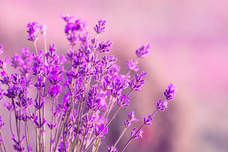 Blooming lavender in the sunlight, pastel colors and blur background. Soft light effect. Place for text.の写真素材