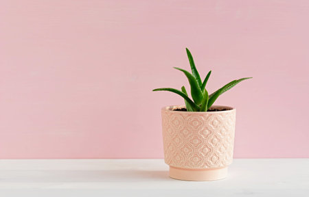 Aloe ornamental plant in a pink pot. The concept of minimalism.の写真素材