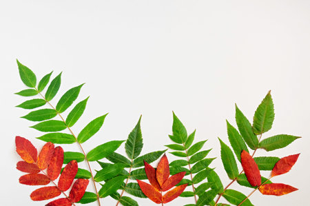 Pattern of green and red autumnal leaves. The concept of autumn. Flat lay. Top view.