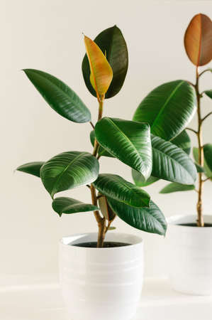 Two ficus elastic plant rubber tree in white ceramic flower pots. Close up.の写真素材