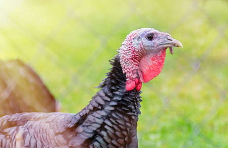 Portrait of a black turkey on a background of nature. The concept of poultry farming. Close-up.の写真素材