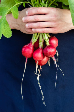 A bunch of fresh radishes in male hands on a dark background. The concept of farming, ecological...