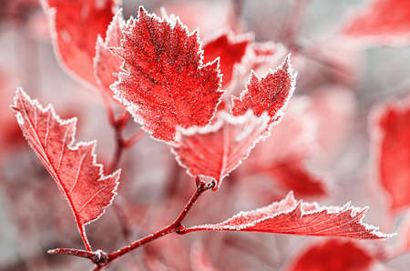 Background from bright leaves covered with hoarfrost. Autumn frosts. Close up.の写真素材