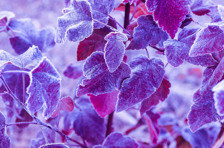 Background from bright leaves covered with hoarfrost. Autumn frosts. Close up.