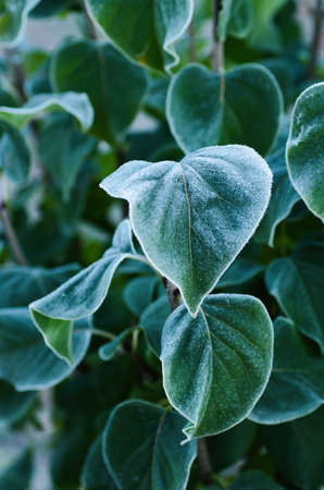 Leaves of lilac are covered with hoarfrost. Morning frost. Close-up.の写真素材