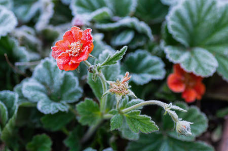 Blooming Gravilat Chilian red Geum is covered with hoarfrost after the first autumn frosts. Close up.の写真素材