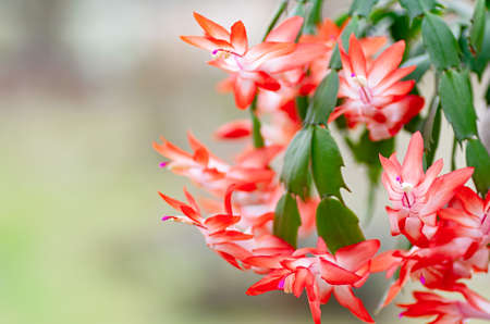 Schlumbergera. flowering Christmas cactus or Thanksgiving cactus. Close up. Copy space.の写真素材