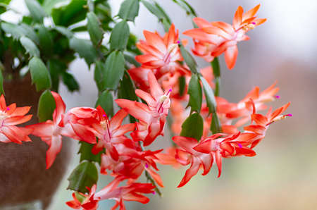 Blooming Schlumbergera Christmas cactus houseplant in flower pot. Thanksgiving cactus. Close up.の写真素材