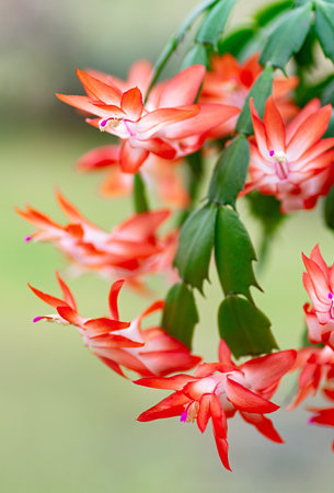 Schlumbergera, Christmas cactus or Thanksgiving cactus. Close up.の写真素材