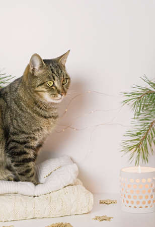 Pets, Christmas and cosiness concept - a tabby cat sitting on a warm sweater in a Christmas atmosphere. Close up.の写真素材