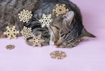 Sleeping cat and Christmas decorations on a pink background. The concept of a cozy Christmas. Close...