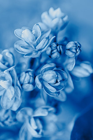 Blooming lilac close up. Beautiful festive floral background. Toned blue.