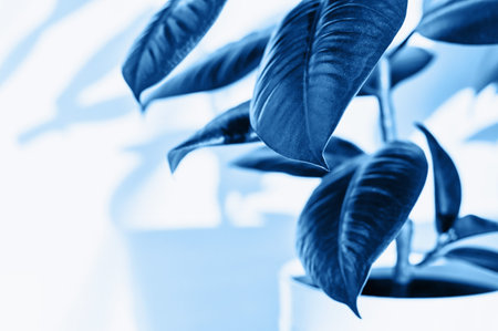 Ficus elastic plant rubber tree on a light background. Shadow of ficus on the wall. Toned blue....