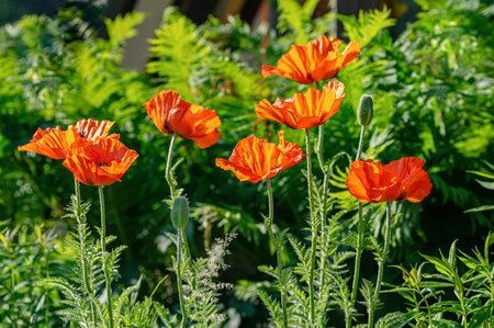 Red poppy flowers at the garden plot. Shallow depth of field. Close up.