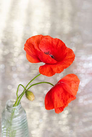 Beautiful bouquet of red poppy flowers. Blur, bokeh, selective focus. Close up.の写真素材