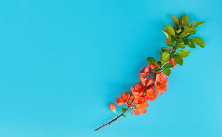Abstract spring background. Branch of blooming japanese quince on a blue background. Chaenomeles japonica. Flat lay, top view.の写真素材