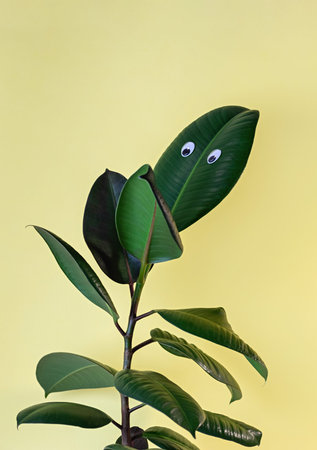 Ficus elastic plant (rubber tree) on a yellow background. Googly eyes on the leaves. Close up.
