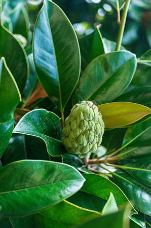 Magnolia fruit after flowering close up. Magnolia Grandiflora, southern magnolia or bull bay. Fruits...