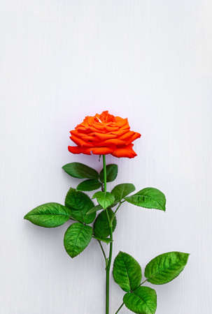 Red rose flower on white background. Wedding card, Valentine day. Flat lay, top view. Close up.の写真素材