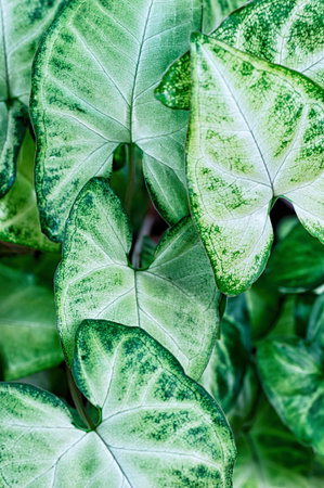 Abstract floral background from green leaves. Green leaves Syngonium podophyllum close up, house...