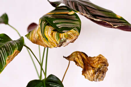 Diseases of indoor plants. Sick leaves of Calathea ornata. Poor care of indoor plants. Close up.の写真素材