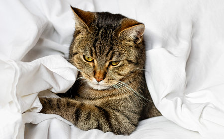 Tabby cat is sleeping on a white bed sheet. Selective focus. Close up.