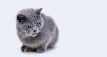 Gray shorthair British cat on a white background. Copy space. Close up.の写真素材