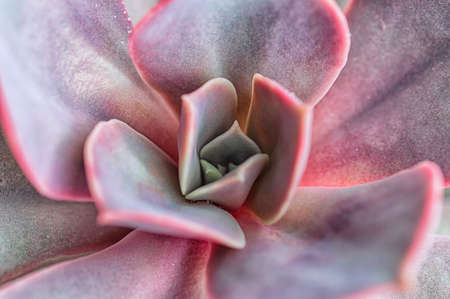 Home plant pink succulent close-up. Beautiful floral background. Macro. Selective focus.の写真素材