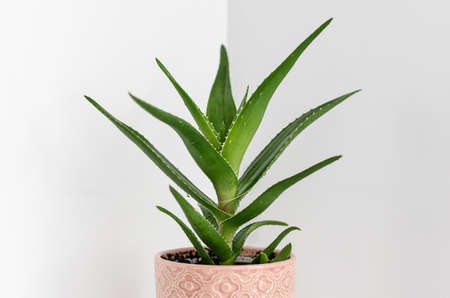 Aloe plant in a pink ceramic flower pot on the light background. Planting and care of indoor plants and flowers. Close up.の写真素材