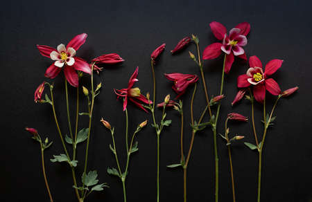 Red aquilegia flowers on a black background. Beautiful floral background. Flat lay. Top view.の写真素材