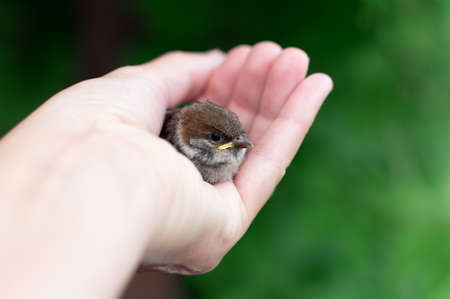 Little chick is sitting on the palm of his hand. Sparrow chick in the hand of man. Close up.の写真素材