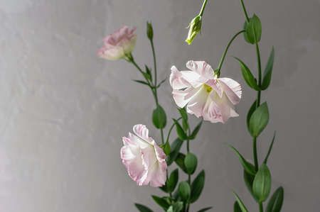 Delicate flowers of pink eustoma against the background of a gray concrete wall. Wedding flowers. Selective focus. Close up. Copy space.の写真素材